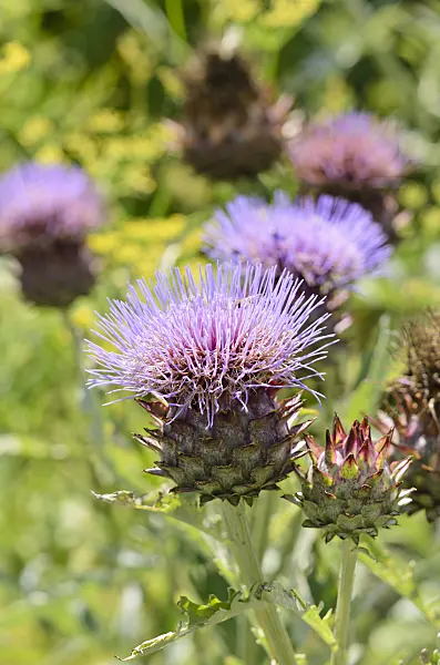535041 - Artichoke (Cynara cardunculus syn. Cynara scolymus)