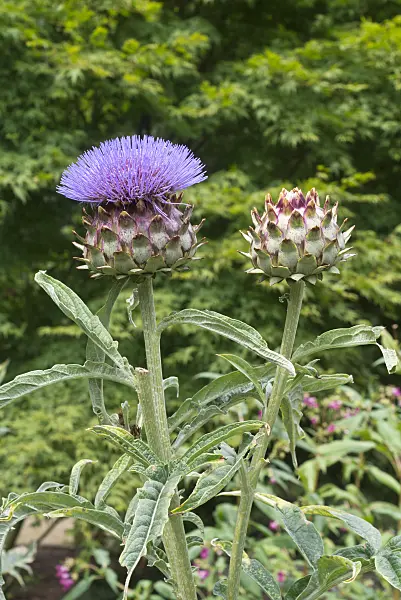 559001 - Artichoke (Cynara cardunculus syn. Cynara scolymus)