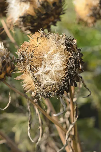 560011 - Artichoke (Cynara cardunculus syn. Cynara scolymus)