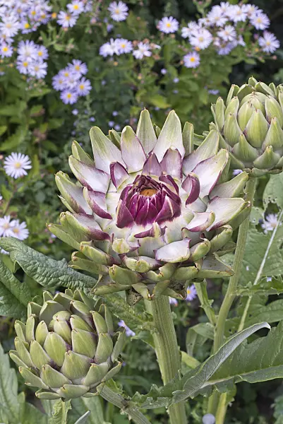 561061 - Artichoke (Cynara cardunculus syn. Cynara scolymus)