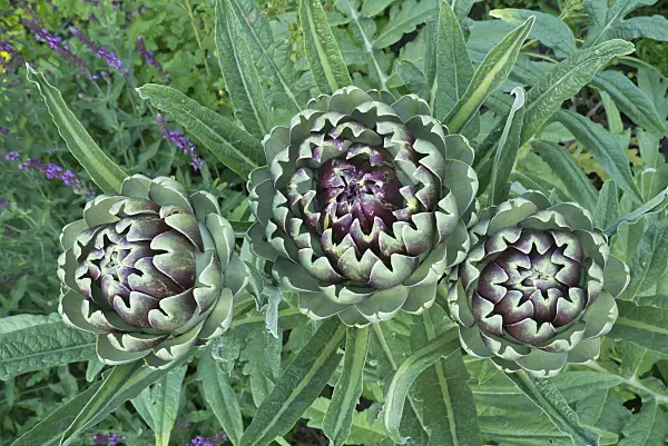 608095 - Artichoke (Cynara cardunculus syn. Cynara scolymus)
