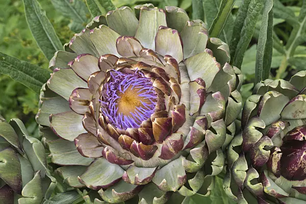 608096 - Artichoke (Cynara cardunculus syn. Cynara scolymus)
