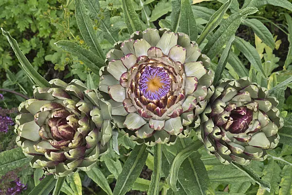 608097 - Artichoke (Cynara cardunculus syn. Cynara scolymus)