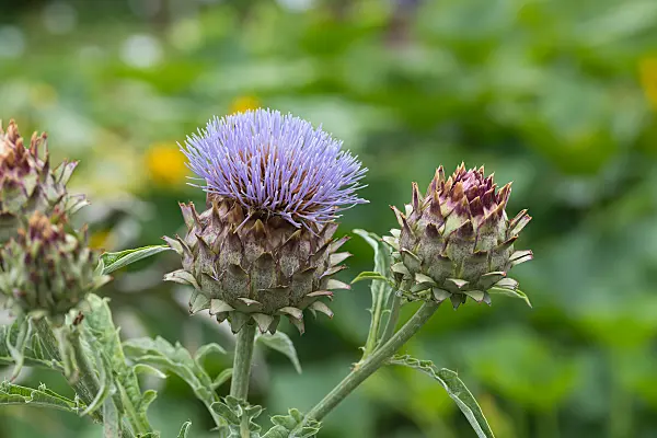 664114 - Artichoke (Cynara cardunculus syn. Cynara scolymus)