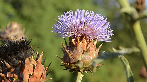 499052 - Artichoke (Cynara cardunculus syn. Cynara scolymus) and bees (Apis)