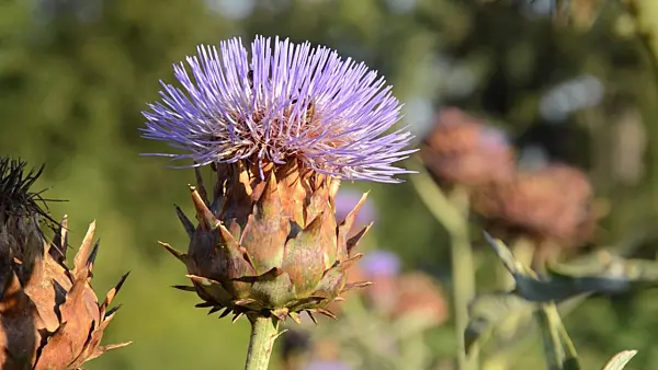 499053 - Artichoke (Cynara cardunculus syn. Cynara scolymus) and bees (Apis)