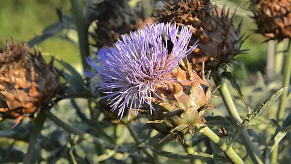499051 - Artichoke (Cynara cardunculus syn. Cynara scolymus) and bumble bee (Bombus)