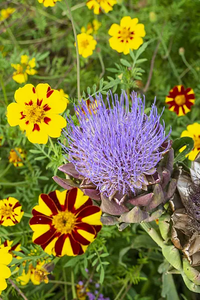 625022 - Artichoke (Cynara cardunculus syn. Cynara scolymus) and marigolds (Tagetes)