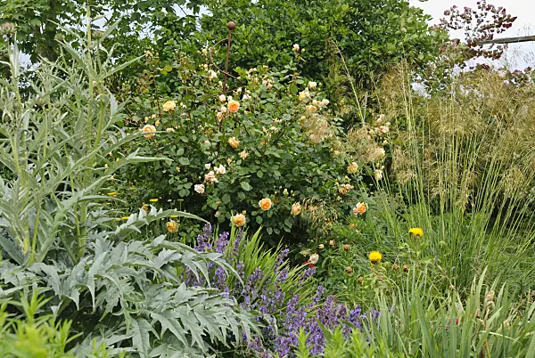 500214 - Artichoke (Cynara cardunculus syn. Cynara scolymus), shrub rose (Rosa Crown Princess Margaret), common lavender (Lavandula angustifolia) and giant feather grass (Stipa gigantea)