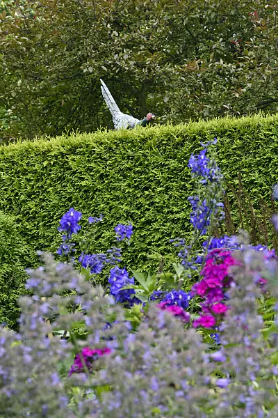 558015 - Artificial pheasant on an arborvitae hedge