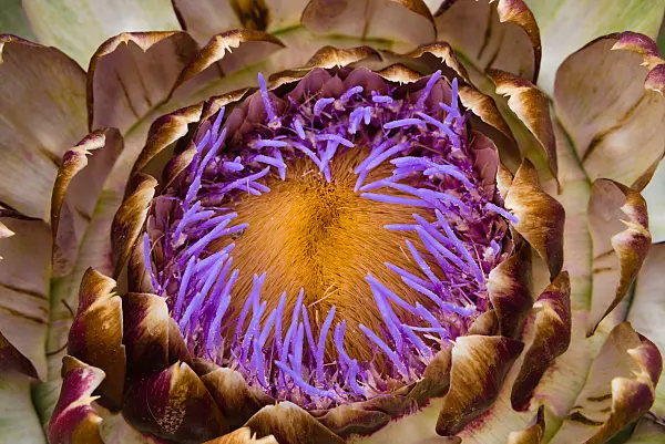 672039 - Artischocke (Cynara cardunculus syn. Cynara scolymus)