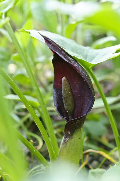 484080 - Arum (Arum orientale)