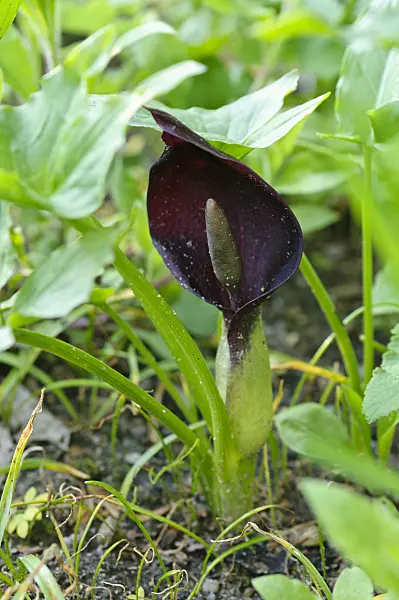 484081 - Arum (Arum orientale)