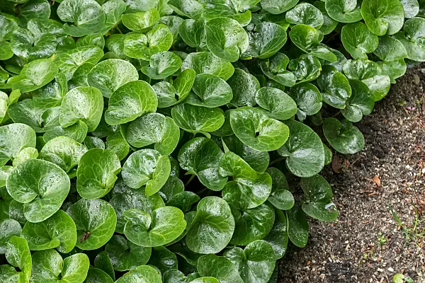 664041 - Asaret d'Europe (Asarum europaeum)