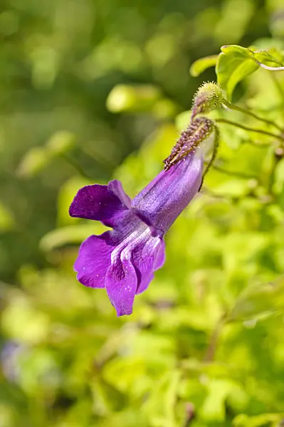 475235 - Asarina scandens syn. Maurandya scandens