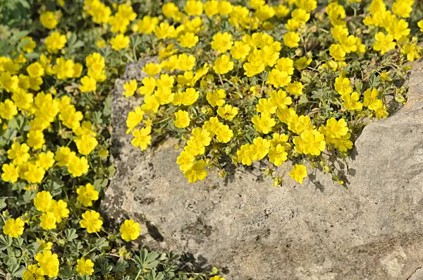 531050 - Aschgraues Fingerkraut (Potentilla incana syn. Potentilla cinerea)