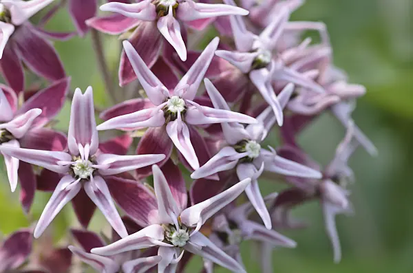 497091 - Asclépiade (Asclepias speciosa)