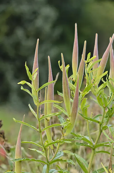 535230 - Asclépiade (Asclepias tuberosa)