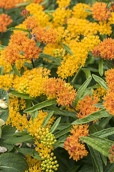 638034 - Asclépiade (Asclepias tuberosa)