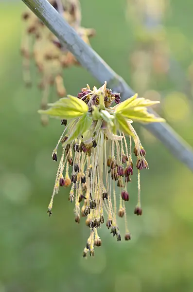 507039 - Ash-leaved maple (Acer negundo)