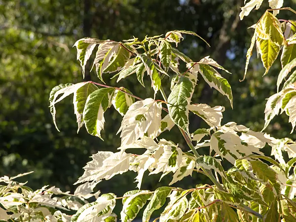 440246 - Ash-leaved maple (Acer negundo 'Flamingo')