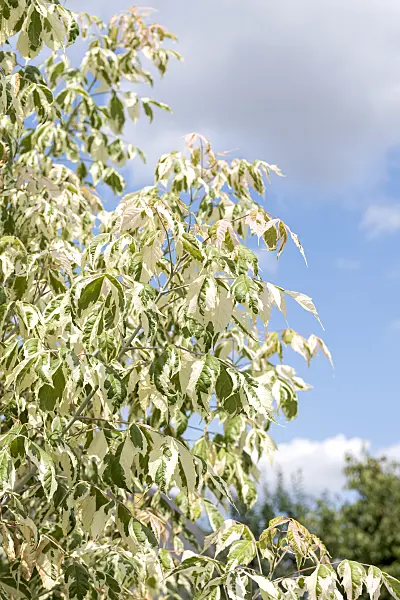 638006 - Ash-leaved maple (Acer negundo 'Flamingo')