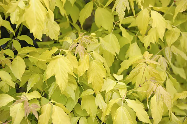 517138 - Ash-leaved maple (Acer negundo 'Odessanum')