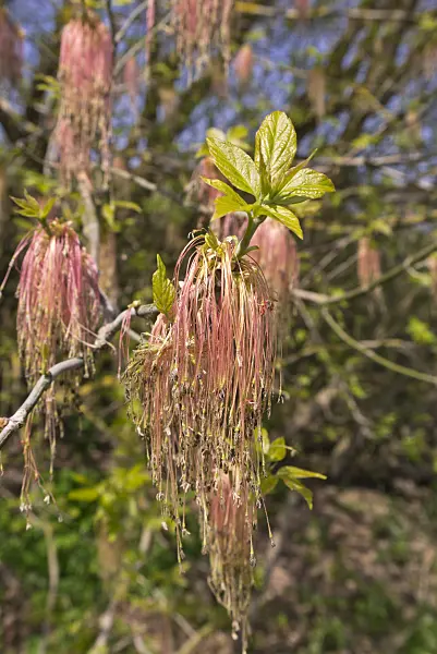 601035 - Ash-leaved maple (Acer negundo) with male flowers