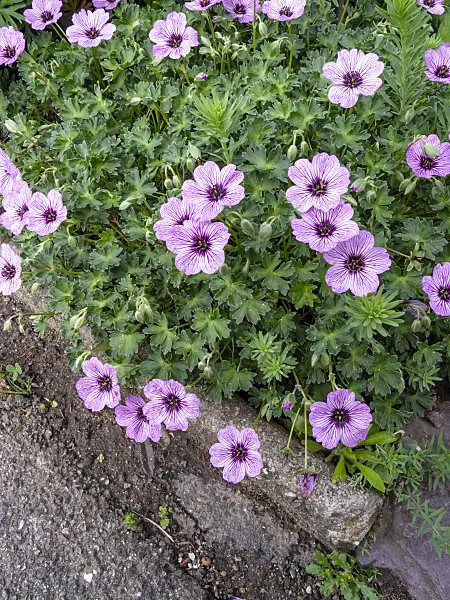 437346 - Ashy cranesbill (Geranium cinereum 'Ballerina')