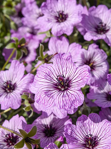 460128 - Ashy cranesbill (Geranium cinereum 'Ballerina')