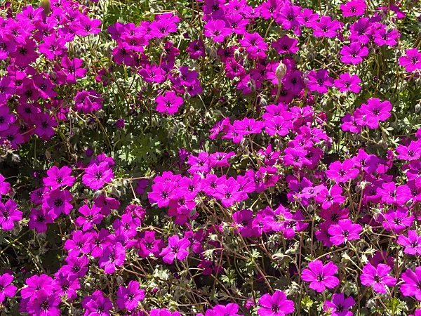 460131 - Ashy cranesbill (Geranium cinereum 'Guiseppii')
