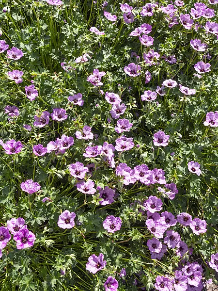 460130 - Ashy cranesbill (Geranium cinereum 'Lawrence Flatman')