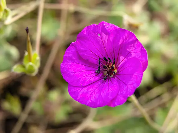 438156 - Ashy cranesbill (Geranium cinereum subsp. subcaulescens syn. Geranium subcaulescens)