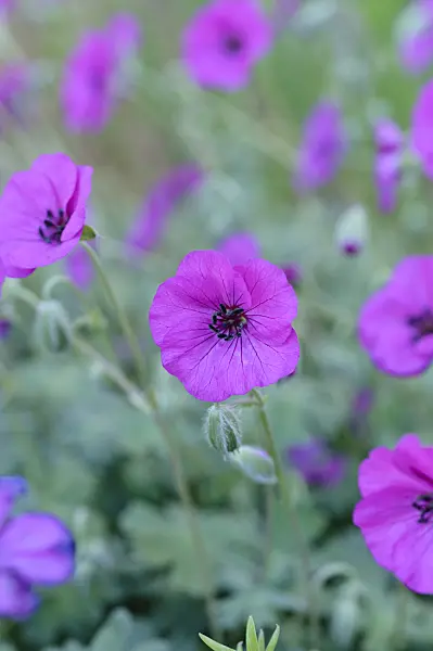 472006 - Ashy cranesbill (Geranium cinereum subsp. subcaulescens syn. Geranium subcaulescens)