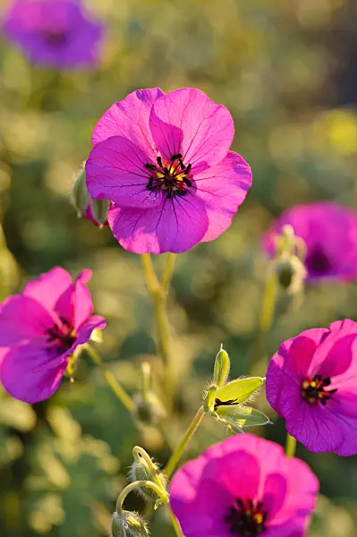 484193 - Ashy cranesbill (Geranium cinereum subsp. subcaulescens syn. Geranium subcaulescens)