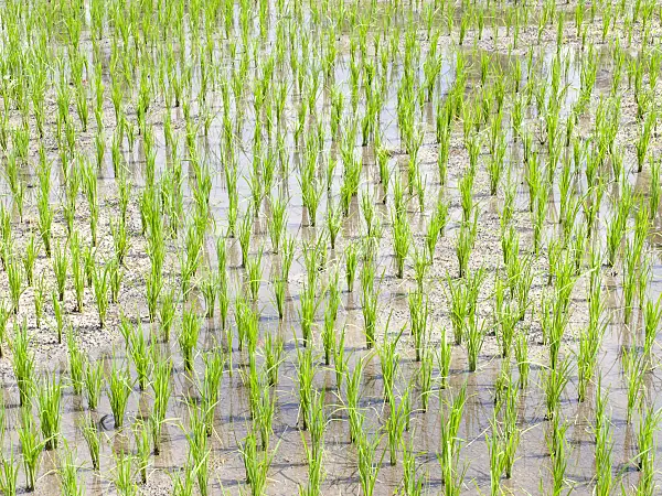 434340 - Asian rice (Oryza sativa)
