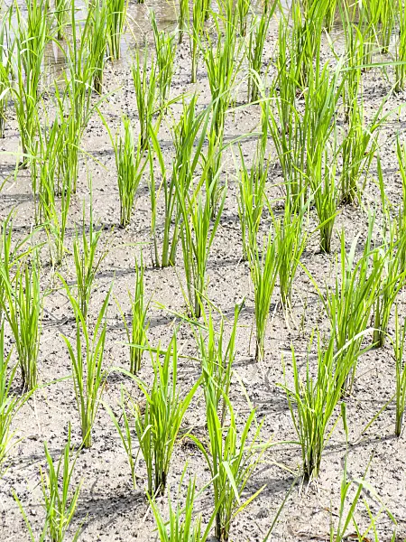 434341 - Asian rice (Oryza sativa)