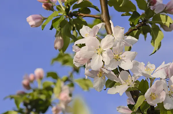 520037 - Asian wild apple (Malus sieversii)