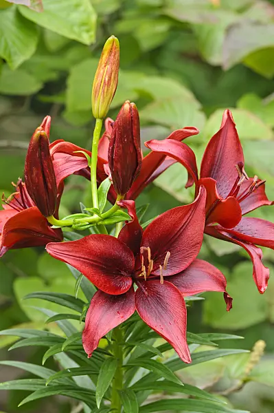 474251 - Asiatic lily (Lilium Blackout)