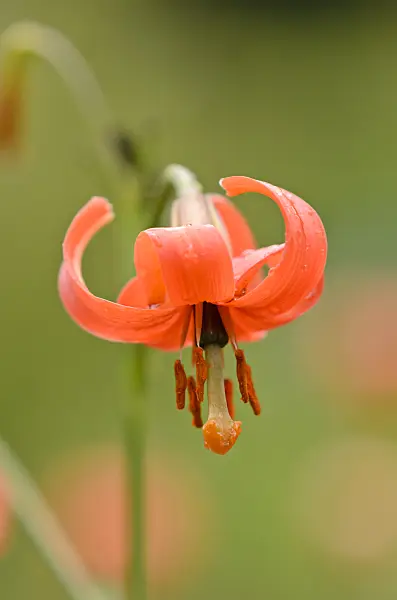 535172 - Asiatic lily (Lilium callosum)