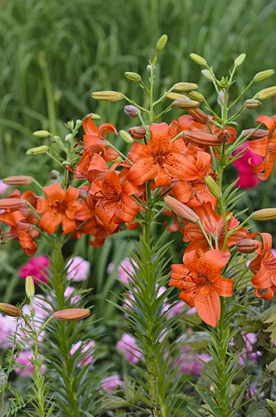 521296 - Asiatic lily (Lilium Fire King)
