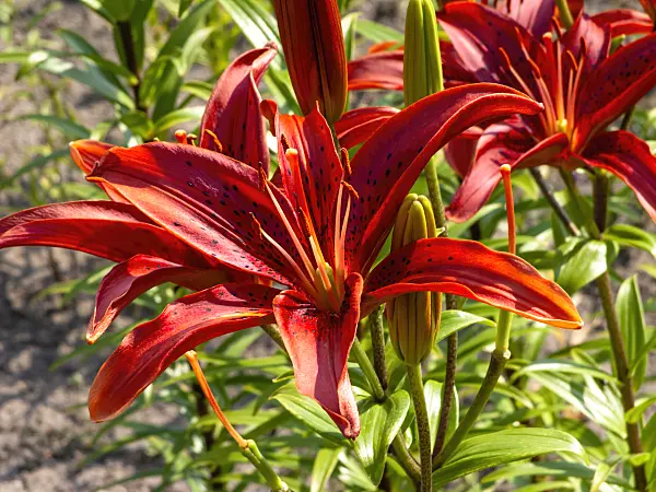 439368 - Asiatic lily (Lilium Gran Paradiso)