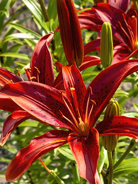 439369 - Asiatic lily (Lilium Gran Paradiso)