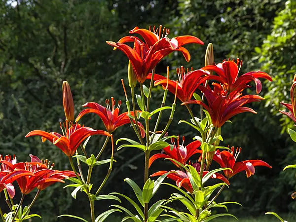 439371 - Asiatic lily (Lilium Gran Paradiso)