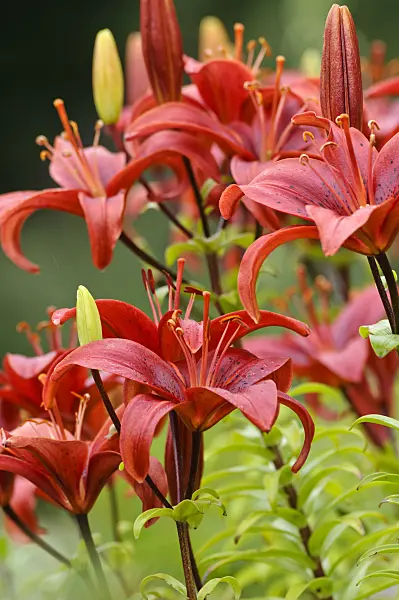 474264 - Asiatic lily (Lilium Gran Paradiso)