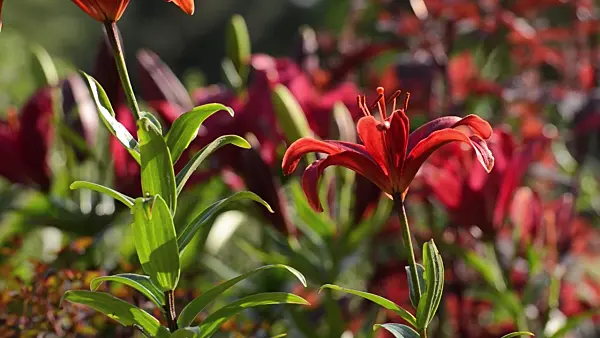 498179 - Asiatic lily (Lilium Gran Paradiso)