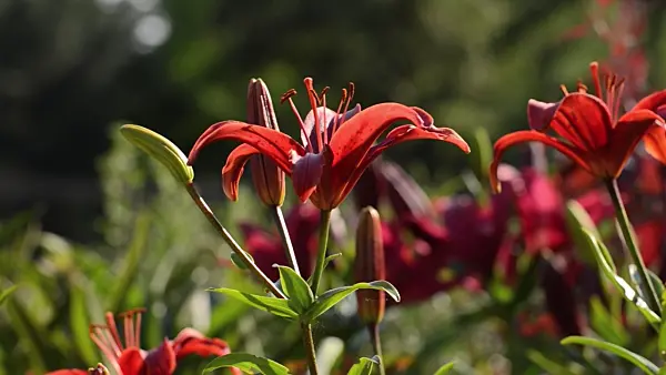 498180 - Asiatic lily (Lilium Gran Paradiso)