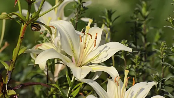 498065 - Asiatic lily (Lilium Navona)