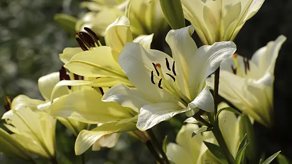 510001 - Asiatic lily (Lilium Navona)