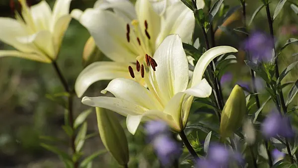 510003 - Asiatic lily (Lilium Navona)
